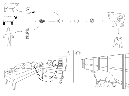 revital-cohen-dialysis-sheep_graph